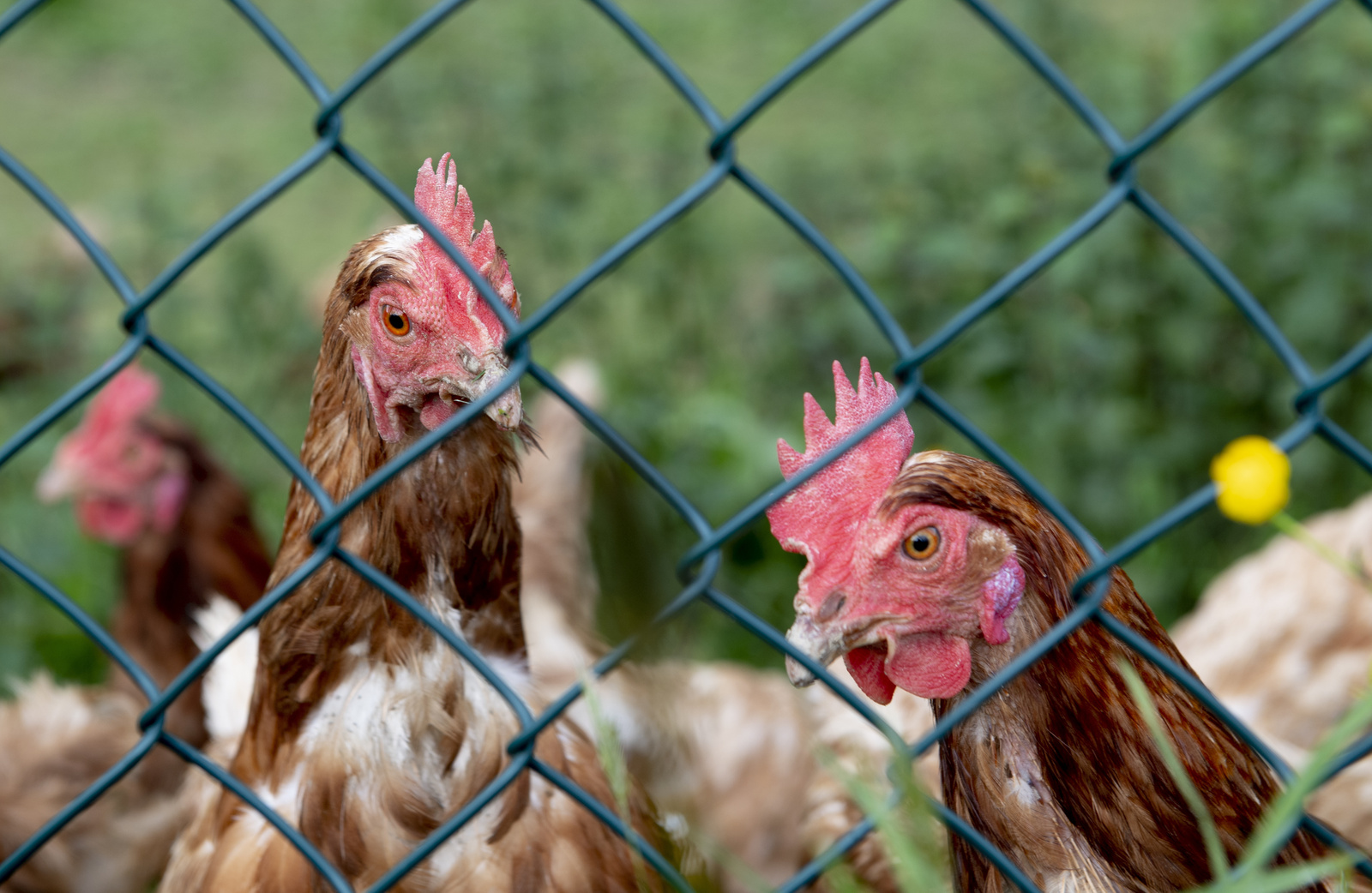 Más de un millón de gallinas confinadas y el precio de los huevos disparado