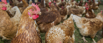 Más de un millón de gallinas han quedado encerradas en 18 municipios vascos.