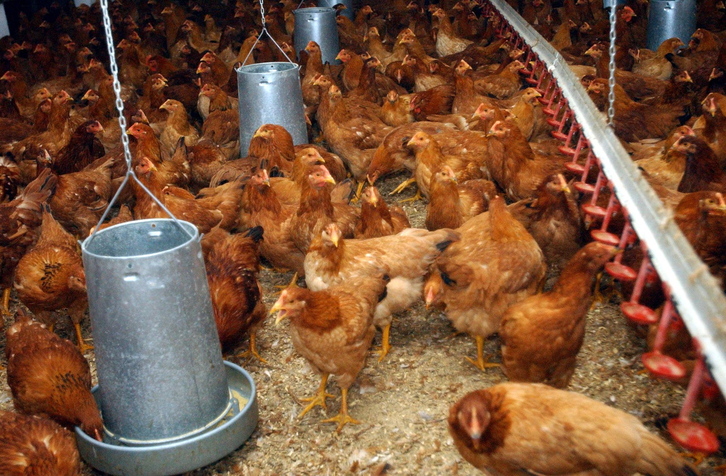 Se ha confinado a más de un millón de gallinas ante el avance de la gripe aviar.