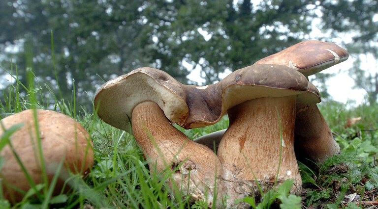 Gure basoetan jasotako honddo ederrak.