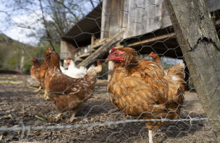 Todas las aves deberán estar confinadas en sus corrales.
