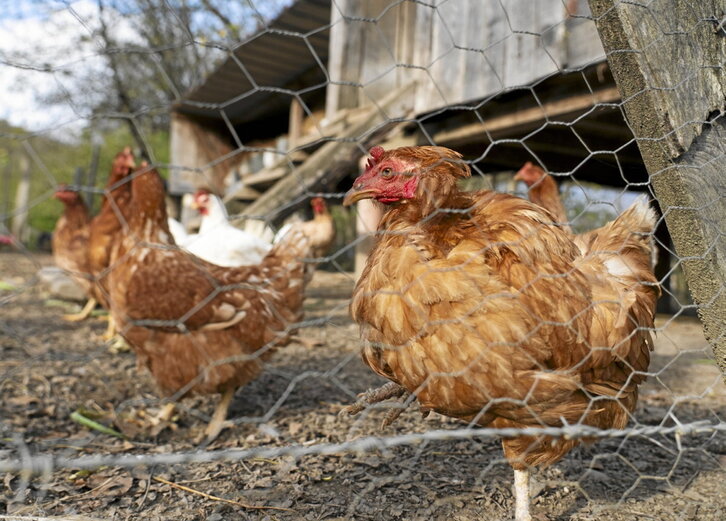 Todas las aves deberán estar confinadas en sus corrales.
