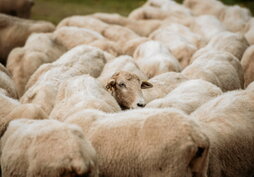 Duela hamarkada batzuk balioa zuen lehengaia zen artilea; gerora, soberakina eta, orain, hondakina.
