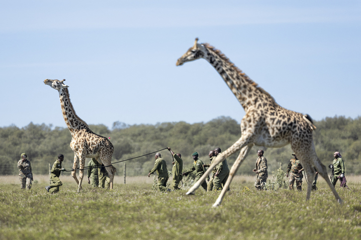 Dos jirafas, durante la compleja operación de su reubicación en Kenia.