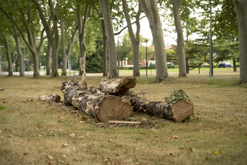 Algunos de los ejemplares talados en agosto en la Universidad del Opus.