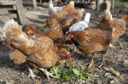 ENBA y EHNE han exigido «mayor claridad» para afrontar la gripe aviar.