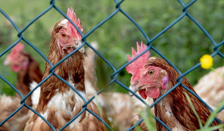Aves de corral tras una malla en una explotación vizcaina.