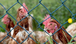 Aves de corral tras una malla en una explotación vizcaina.