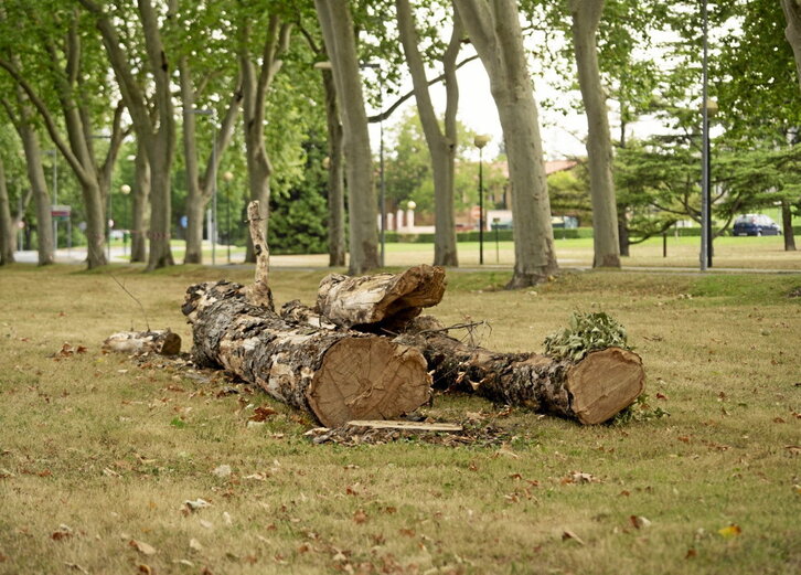 Algunos de los ejemplares talados por la Universidad del Opus en agosto pasado.