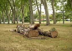 Algunos de los ejemplares talados por la Universidad del Opus en agosto pasado.
