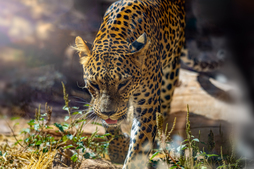 Jaguarra hainbat faktorek mehatxatutako espeziea da.