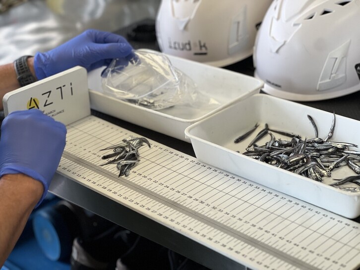 Antxoa gaztea neurtzen.