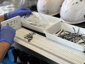 Antxoa gaztea neurtzen.