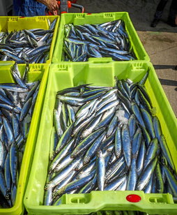 Antxoak, Getariako portuan.