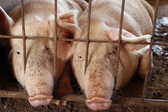 El llamamiento oficial se extiende «a todas las explotaciones porcinas».