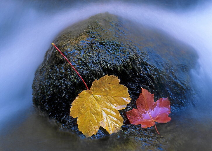 Hojas de acirón (Acer opalus)  en el río Arazas, valle de Ordesa.