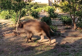 Un jabalí avistado en Mont-roig (Tarragona).