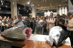El corte del primer atún rojo del Cantábrico levantó una gran expectación en la demostración llevada a cabo en Kofradia Itsas Etxea.