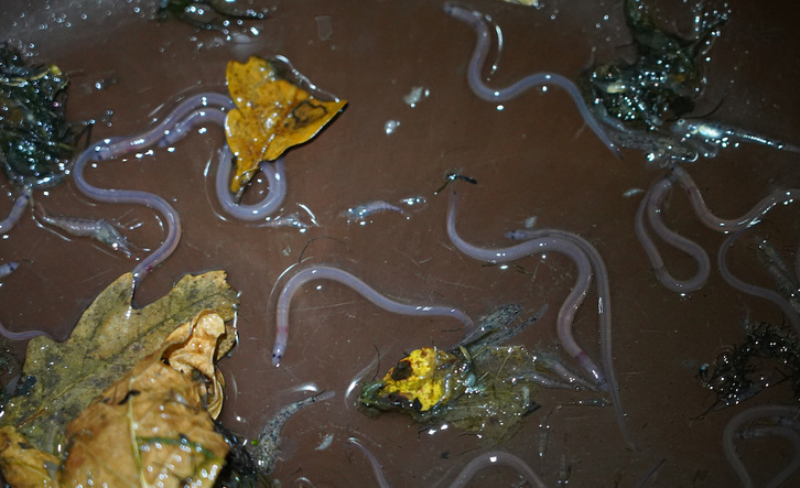 La pesca de la angula está prohibida en Bizkaia y Gipuzkoa.