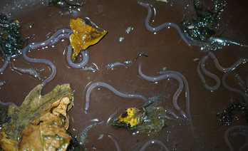 La pesca de la angula está prohibida en Bizkaia y Gipuzkoa.