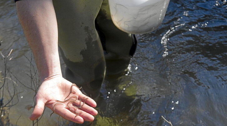 La pesca de la angula está prohibida en Bizkaia y Gipuzkoa.
