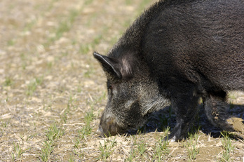 Imagen de archivo de un jabalí. 