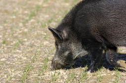 Imagen de archivo de un jabalí. 