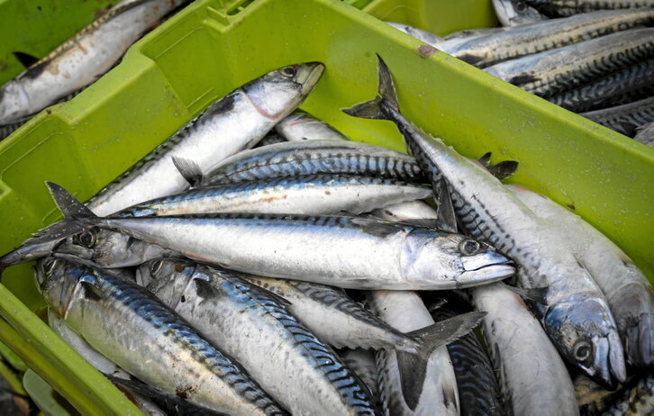 Piezas de verdel, listas para su preparación en el Berdel Eguna de Mutriku.