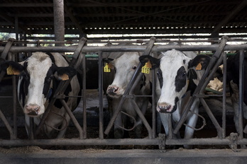 EHNE-Nafarroa considera que la vacunación es una medida «efectiva y preventiva» para impedir el avance de la dermatosis nodular en la cabaña ganadera.
