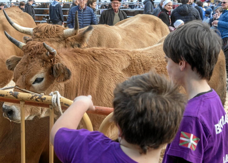 Hegaztirik ez baina ganadurik izango da aurtengo azokan.