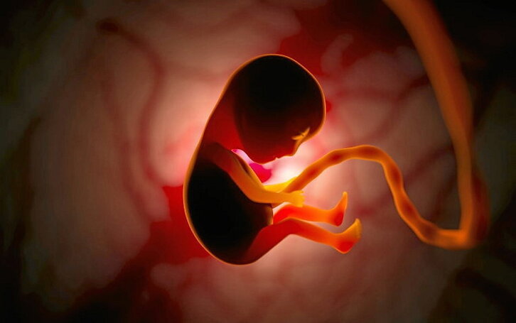 Bidaia hasi da. Hazi eta eraldatzen zoaz, zelulen sinfonian ugalduz.