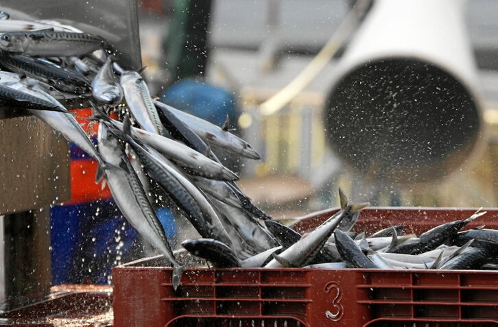 Lakua plantea una serie de medidas para paliar el duro recorte del verdel para 2026.