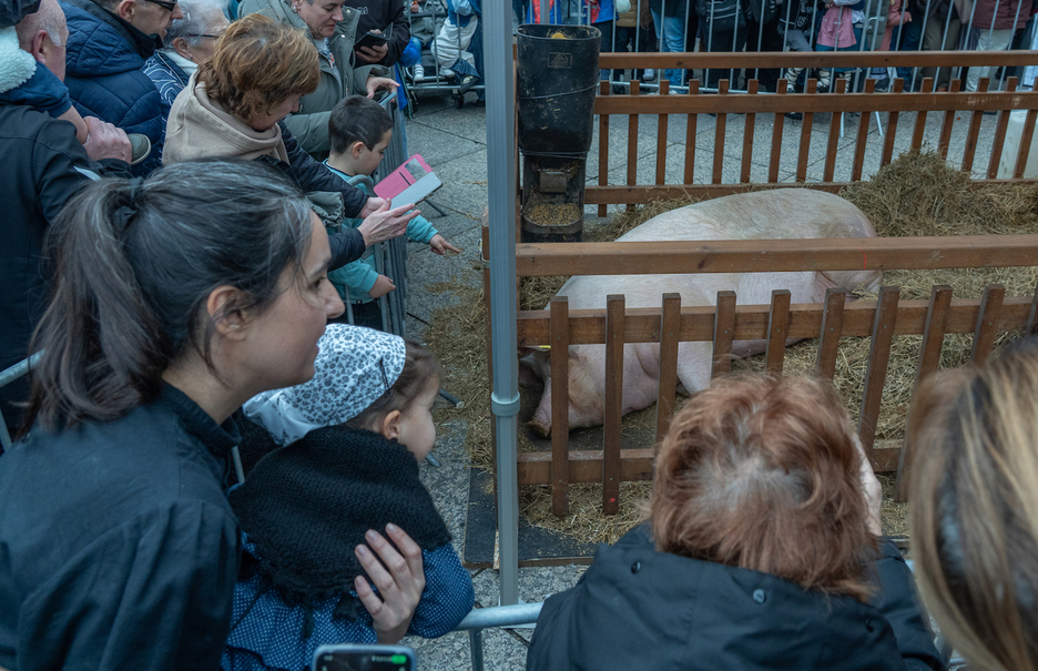 ‘Poxpolo’ txerria.