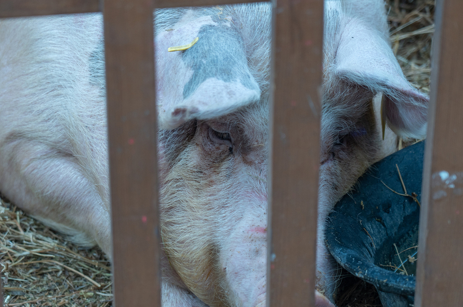 ‘Poxpolo’ txerria zen lasaien zegoena.