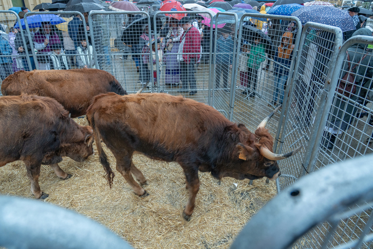 Ganado bovino en la feria de Santo Tomás de Donostia.