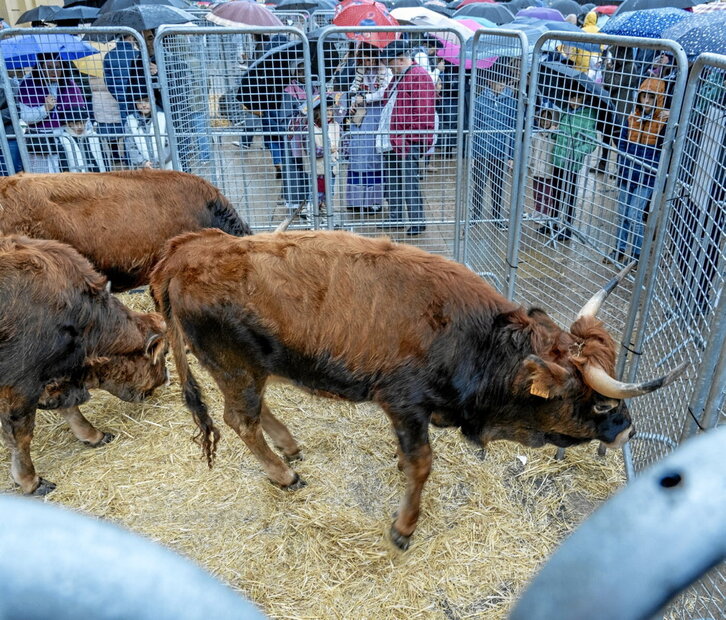 Ganado bovino en la feria de Santo Tomás de Donostia.