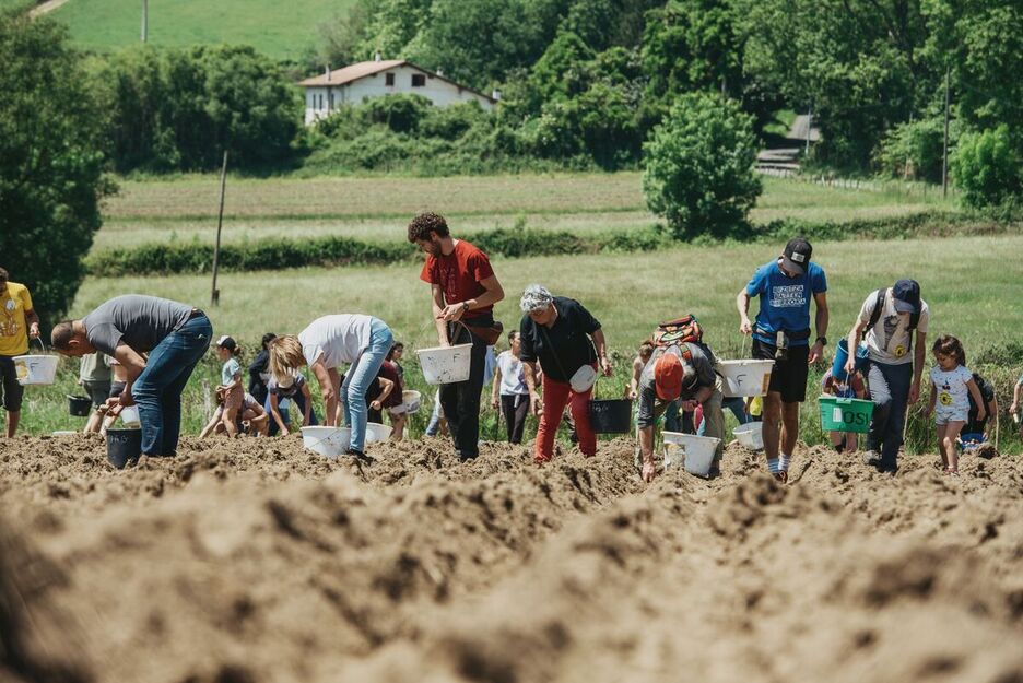 Une récolte de pommes de terre sur les terres de Marienia, à Cambo. 