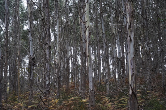 Eukaliptoak Mungian.