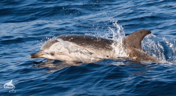 Un delfín en aguas del golfo de Bizkaia.