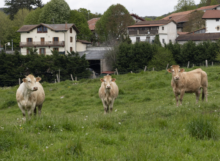 Nafarroa vacunará a unas 30.000 cabezas de ganado contra la dermatosis nodular contagiosa.