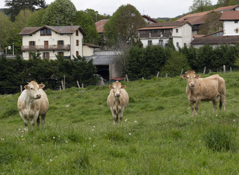 Nafarroa vacunará unas 30.000 cabezas de ganado contra la dermatosis nodular contagiosa.