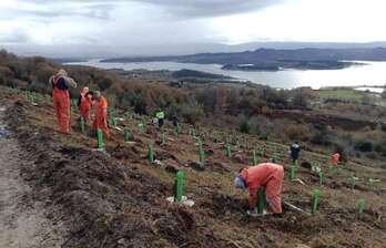 Irudian, tokiko espezieak birlandatzeko lanak.