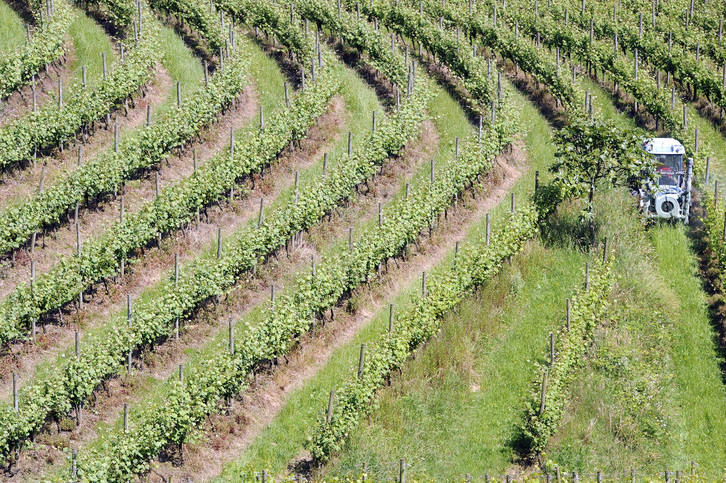 Mahasti bat Zarautzen.