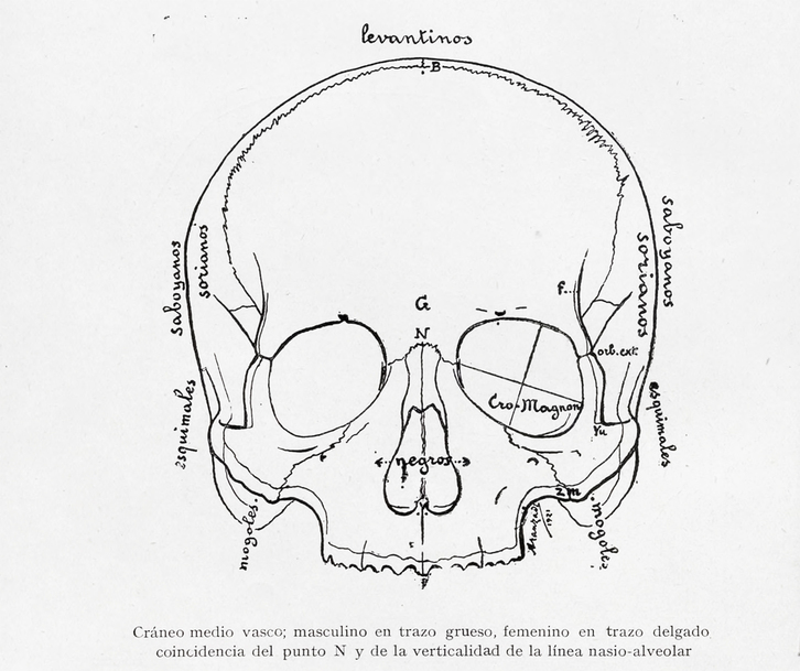 Dibujo de Telesforo de Aranzadi de un cráneo medio vasco. 