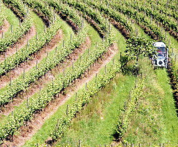 Mahasti bat Zarautzen.