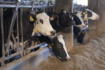Dermatosi Nodular Kutsakorraren aurrean, neurriak hartzeko protestatuko dute nekazari-sindikatuek.