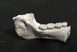 Goian, Jabel Irhoud aztarnategiko bi aurkikuntza.