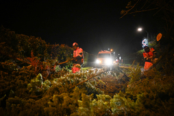 Retirando árboles caídos por Goretti esta pasada madrugada en Banvill (Normandía).