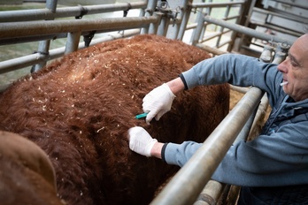 La Diputación Foral de Gipuzkoa ha iniciado este viernes la inmunización de todo el ganado bovino.