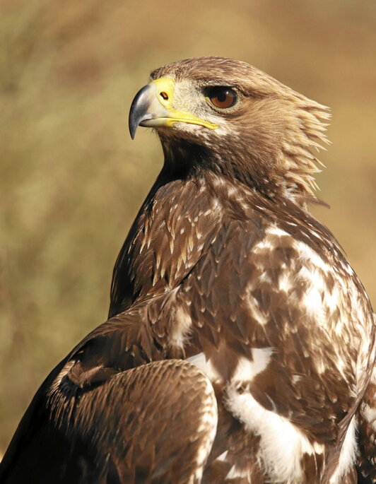 «Aurrera doan bizitzaren lekuko» da argazkiaren izenburua.